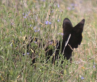 Black Serval, Tsavo West - Lumo Sanctuary